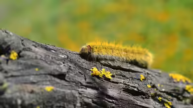 Raupen im Garten - Vielfalt zwischen Blattgrün und Blüten
