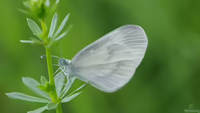 Reals Schmalflügel-Weißling: Leptidea reali im Garten