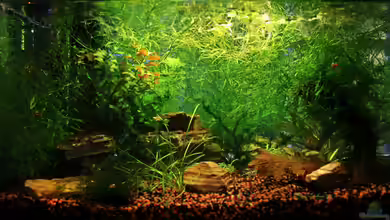 Red Bee Garnelen von Mona6464