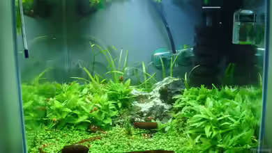 Red Bee World von Sven-0.