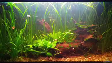 Red Cherry & Co. ... aufgelöst von miss_underwaterlove