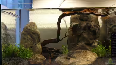 Red Fire Garnelenbecken (aufgelöst) von Zigermandli