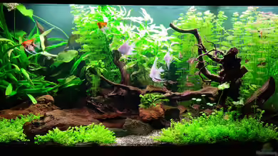 Red Moon von Steve Eichmann