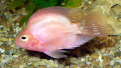 Red Parrot im Aquarium halten