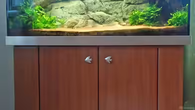 RedCoral von Theiling_RedCoral