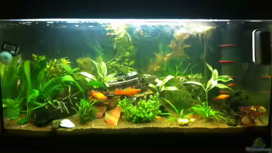 redlabour's von redlabour