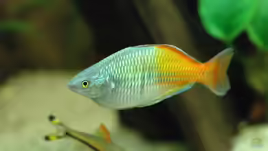 Regenbogenfische im Aquarium halten