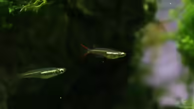 Reisfische im Aquarium halten