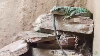 Reptilien im Terrarium halten