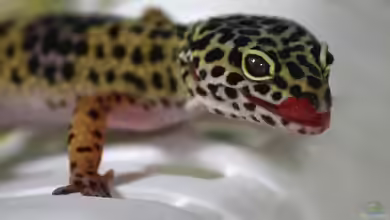 Reptilien züchten: Welche Arten sind für Anfänger geeignet?
