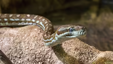 Reptilienhaltung: Welche Sachkundenachweise sind nötig?