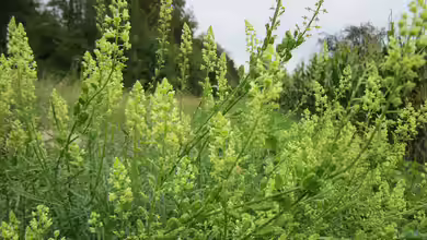 Reseda lutea im Garten pflanzen
