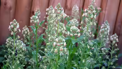Reseda odorata im Garten pflanzen