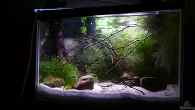 RF von Cichlid Power