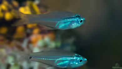Rhabdamia gracilis im Aquarium halten