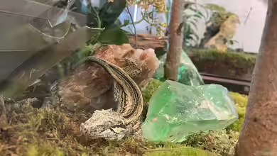 Rhacodactylus auriculatus im Terrarium halten