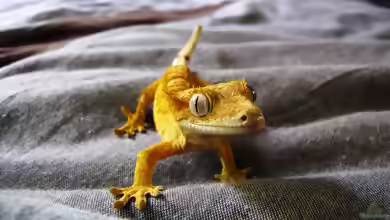 Rhacodactylus ciliatus im Terrarium halten