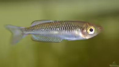Rhadinocentrus ornatus im Aquarium halten