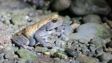 Rhaebo blombergi im Terrarium halten