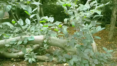 Rhamnus alpina im Garten pflanzen