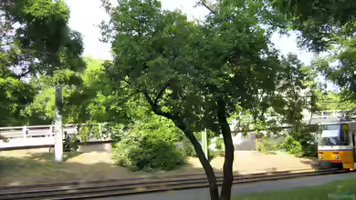Rhamnus cathartica im Garten pflanzen