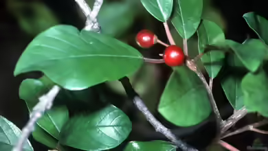 Rhamnus frangula im Garten pflanzen