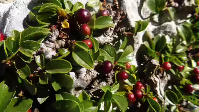 Rhamnus pumila im Garten pflanzen