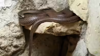 Rhamphiophis oxyrhynchus im Terrarium halten