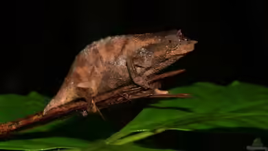 Rhampholeon nchisiensis im Terrarium halten
