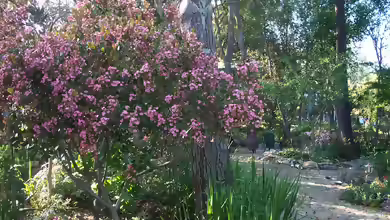 Rhaphiolepis indica im Garten pflanzen