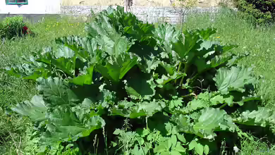 Rheum rhabarbarum im Garten pflanzen