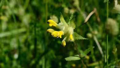 Rhinanthus alectorolophus im Garten pflanzen