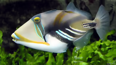 Rhinecanthus aculeatus im Aquarium halten