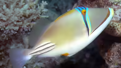 Rhinecanthus assasi im Aquarium halten