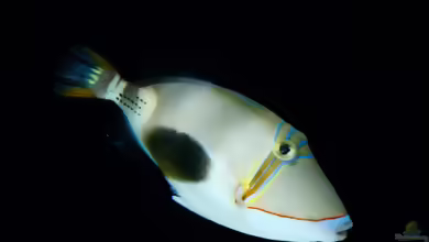 Rhinecanthus verrucosus im Aquarium halten