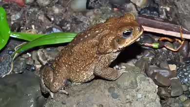 Rhinella marina im Terrarium halten
