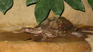 Rhinoclemmys pulcherrima manni im Terrarium halten
