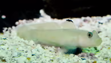 Rhinogobiops nicholsii im Aquarium halten
