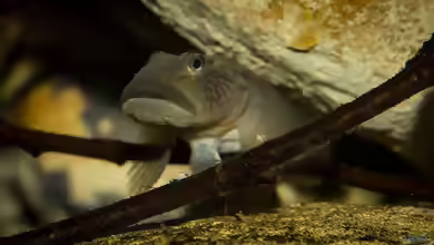 Rhinogobius: Kleine Grundeln mit großem Charakter im Aquarium