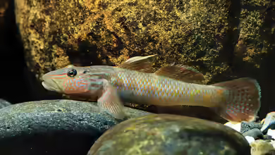 Rhinogobius formosanus im Aquarium halten