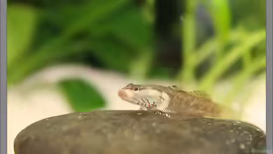 Rhinogobius wui im Aquarium halten