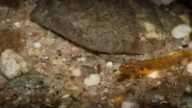 Rhinogobius zhoui im Aquarium halten