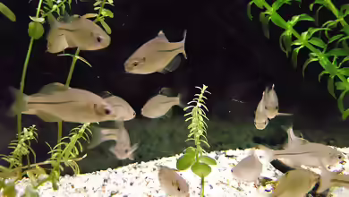 Rhodeus atremius im Aquarium halten