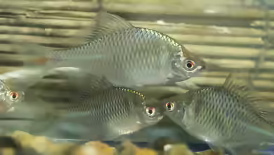 Rhodeus ocellatus im Aquarium halten