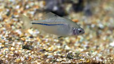 Rhodeus sinensis im Aquarium halten