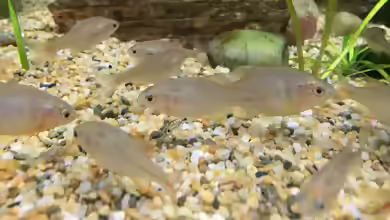 Rhodeus uyekii im Aquarium halten
