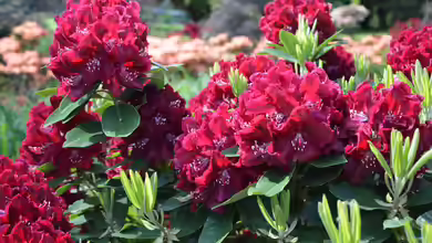 Rhododendren pflegen: Was im Frühjahr zu tun ist