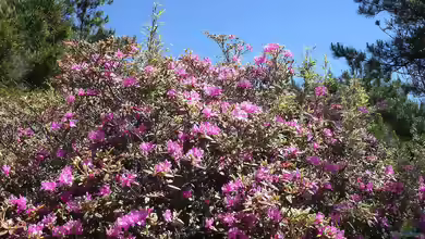 Rhododendron im Garten pflanzen