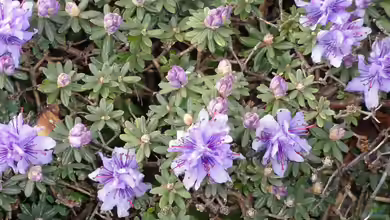 Rhododendron impeditum im Garten pflanzen