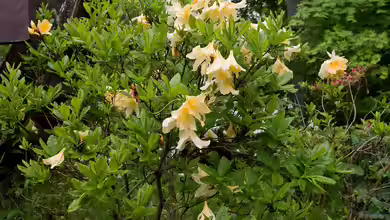 Rhododendron japonicum im Garten pflanzen